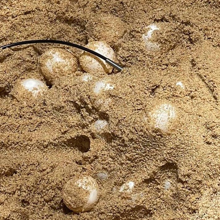 Local Fishermen found 100120 Green Turtles' eggs lay on Rawai Beach